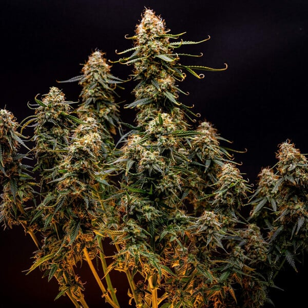 NORTHERN LIGHT AUTO X10 ROYAL QUEEN SEEDS-3