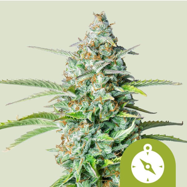 NORTHERN LIGHT AUTO X1 ROYAL QUEEN SEEDS