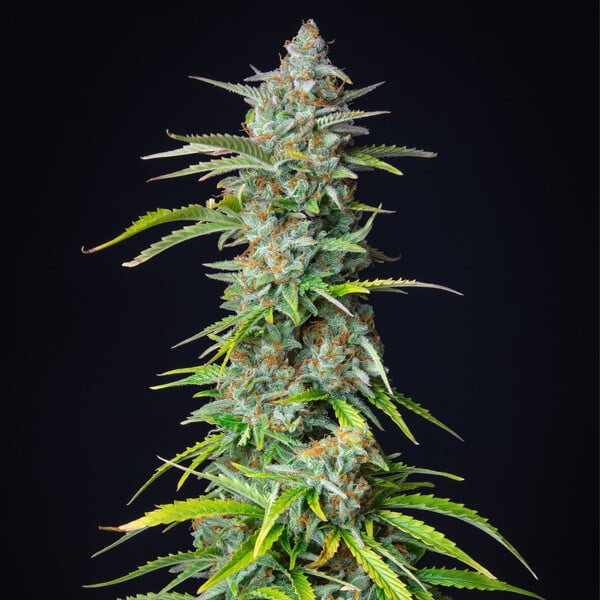 NORTHERN LIGHT AUTO X10 ROYAL QUEEN SEEDS-7