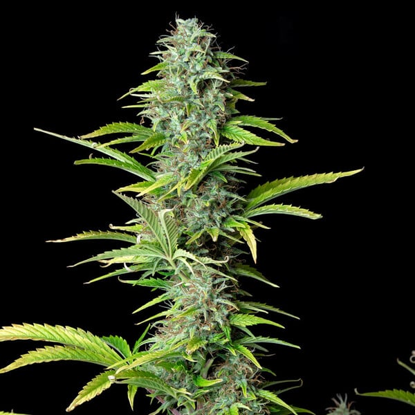 NORTHERN LIGHT AUTO X10 ROYAL QUEEN SEEDS-8