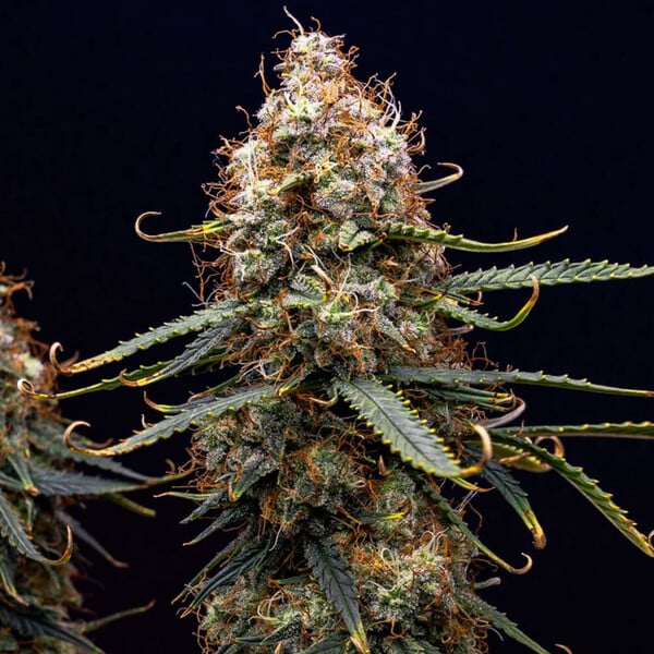NORTHERN LIGHT AUTO X5 ROYAL QUEEN SEEDS-5