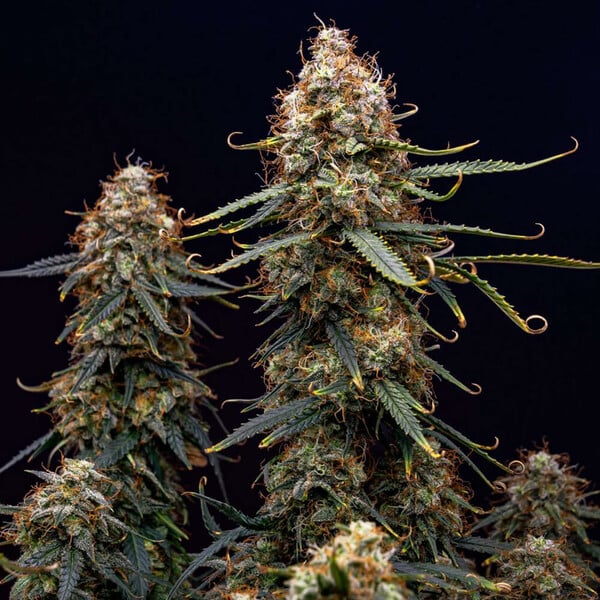 NORTHERN LIGHT AUTO X10 ROYAL QUEEN SEEDS-5