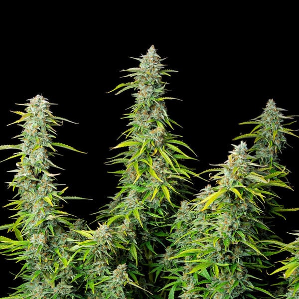 NORTHERN LIGHT AUTO X10 ROYAL QUEEN SEEDS-6