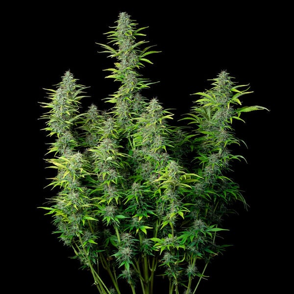 NORTHERN LIGHT AUTO X5 ROYAL QUEEN SEEDS