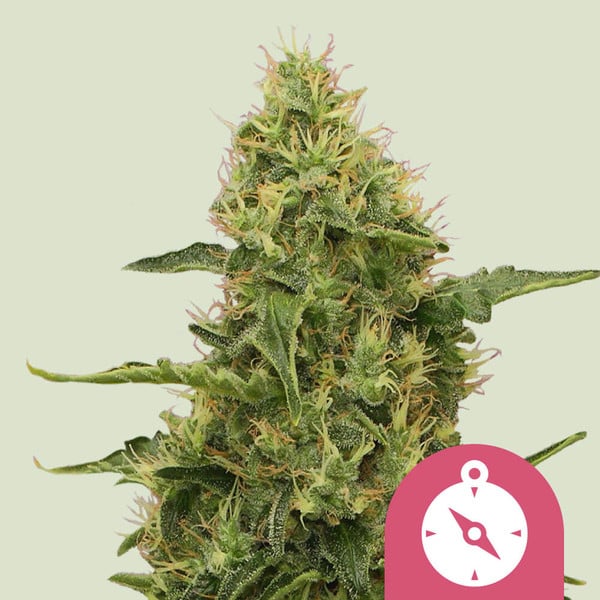 NORTHERN LIGHT FEM X10 ROYAL QUEEN SEEDS