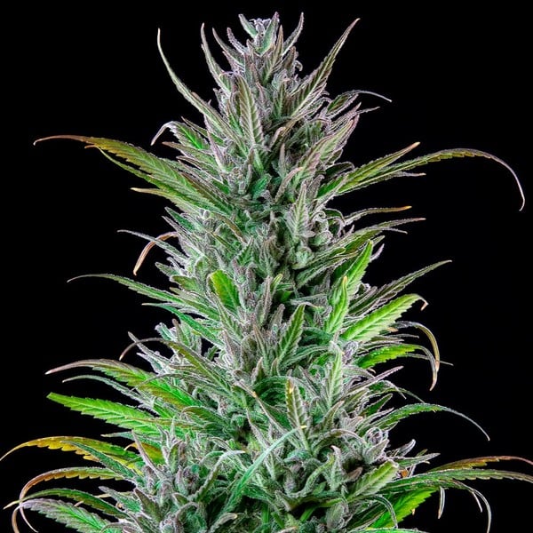 NORTHERN LIGHT FEM X10 ROYAL QUEEN SEEDS-5
