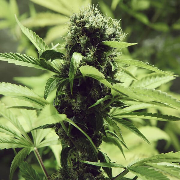 NORTHERN LIGHT FEM X3 ROYAL QUEEN SEEDS