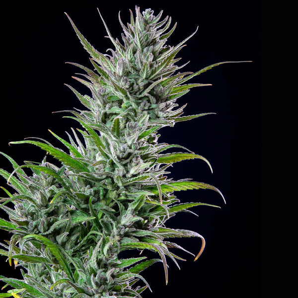 NORTHERN LIGHT FEM X10 ROYAL QUEEN SEEDS-6