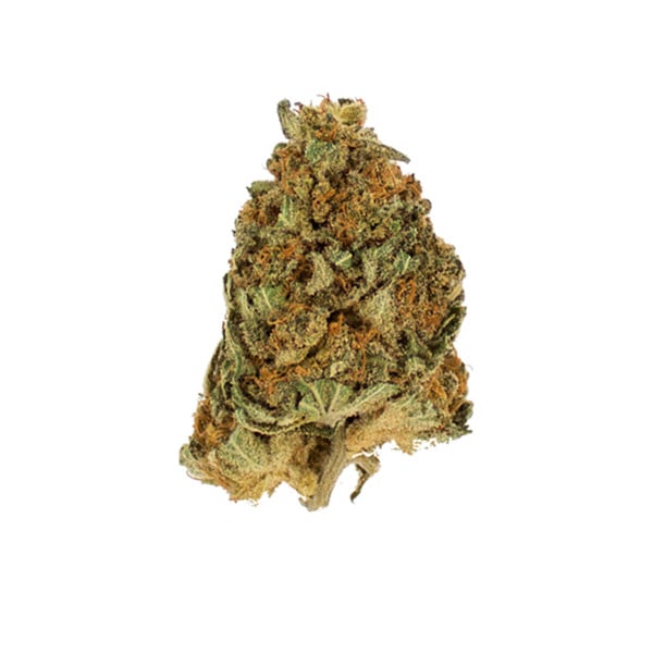 NORTHERN LIGHT FEM X10 ROYAL QUEEN SEEDS-3