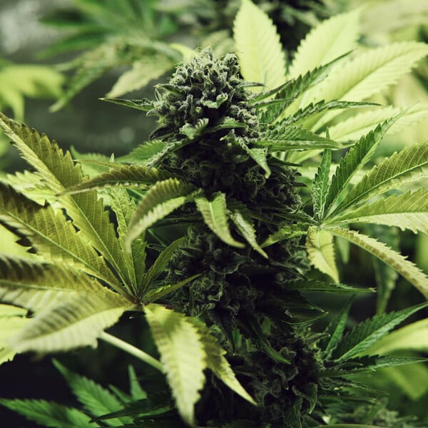 NORTHERN LIGHT FEM X10 ROYAL QUEEN SEEDS-7
