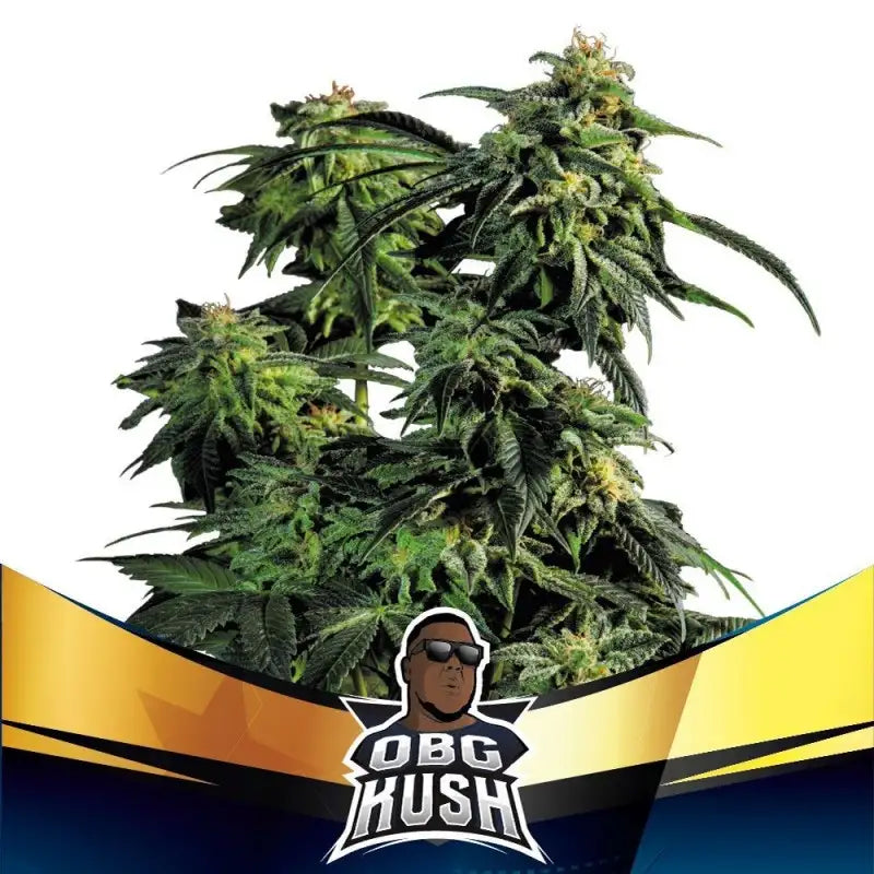 FASTER AND FURIOUS FASTER MIX X12 BSF SEEDS-3