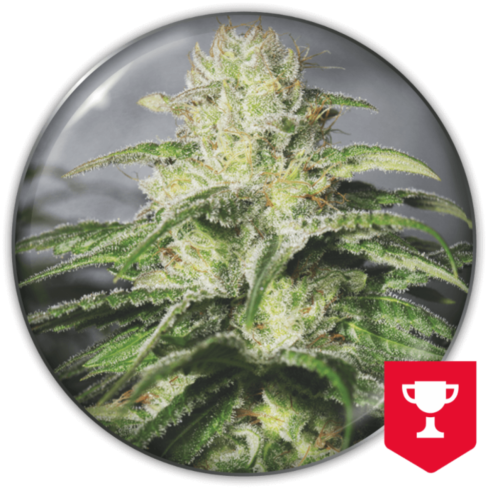 OG KUSH CBD FEM X3+2 - MEDICAL SEEDS