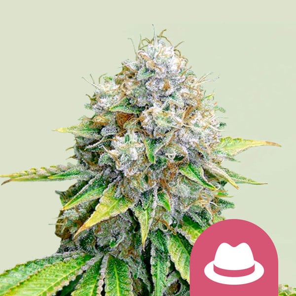 OG KUSH FEM X100 ROYAL QUEEN SEEDS