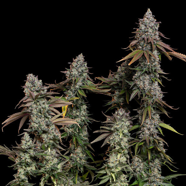 OG KUSH FEM X100 ROYAL QUEEN SEEDS-7
