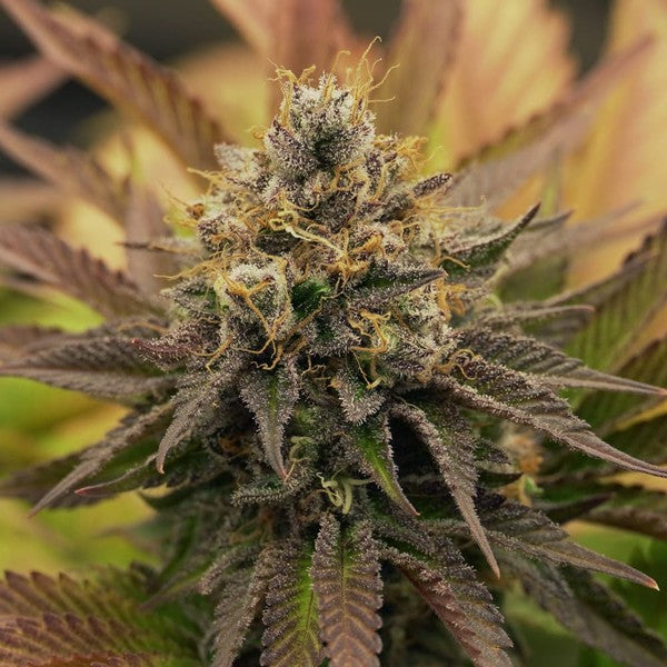 OG KUSH FEM X100 ROYAL QUEEN SEEDS-8