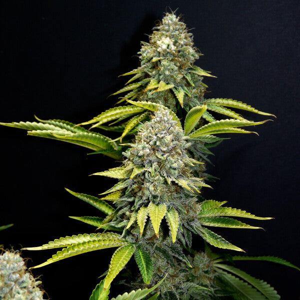 OG KUSH FEM X100 ROYAL QUEEN SEEDS-5