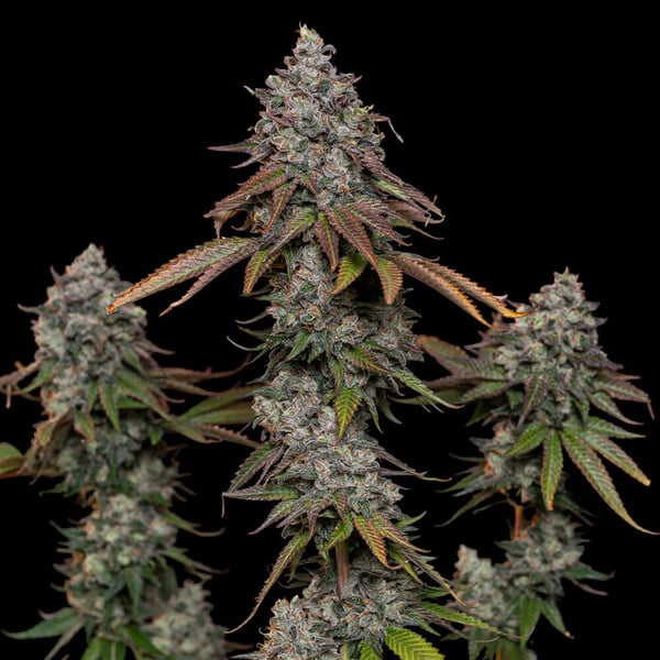 OG KUSH FEM X100 ROYAL QUEEN SEEDS-6
