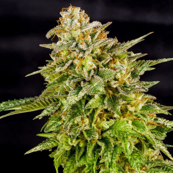 OG KUSH FEM X100 ROYAL QUEEN SEEDS-9