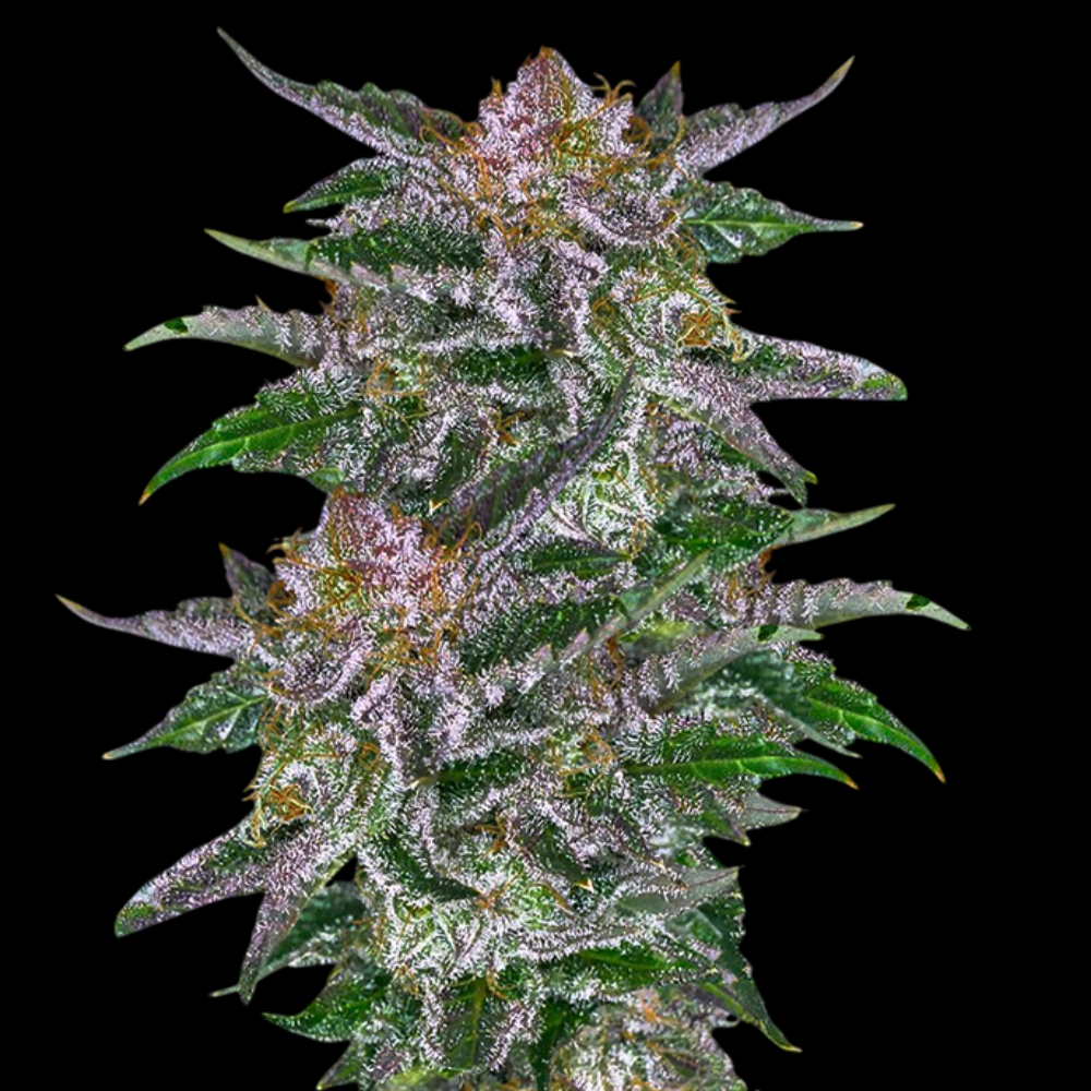 OLYMPIA AUTO X3+1 - PYRAMID SEEDS