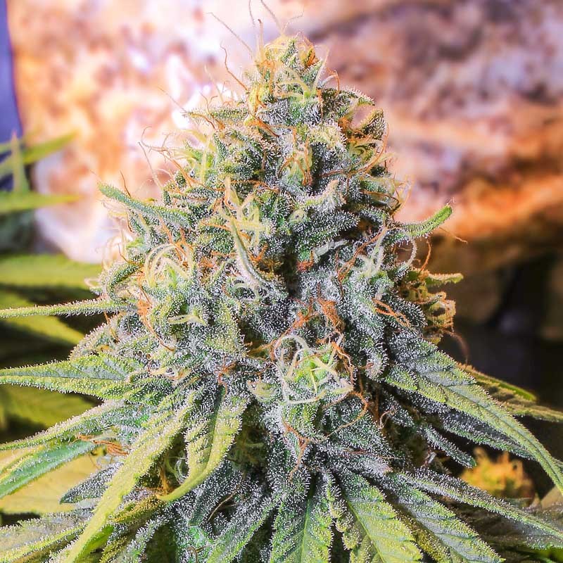 ONLY CBD 3+1 FEM EVA SEEDS-1