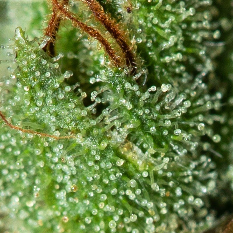 ONLY CBD 3+1 FEM EVA SEEDS-2