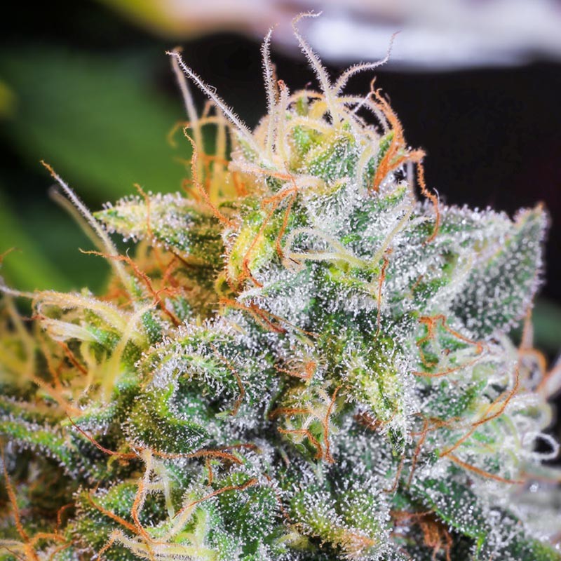 ONLY CBD 3+1 FEM EVA SEEDS-4