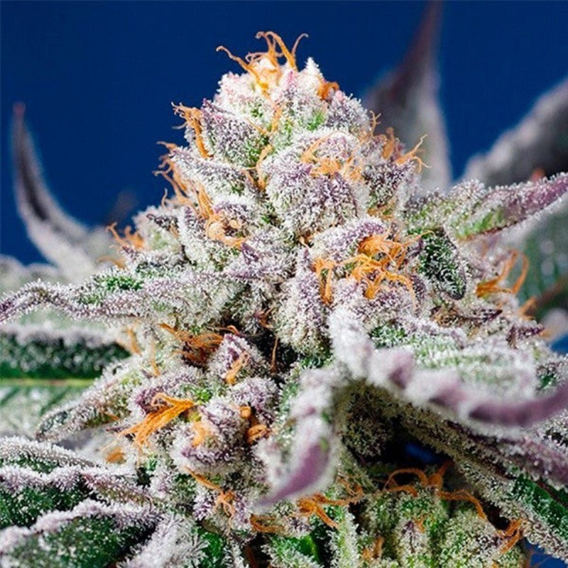 ORANGE APRICOT GLUE XL AUTO X3+1 - SWEET SEEDS-1