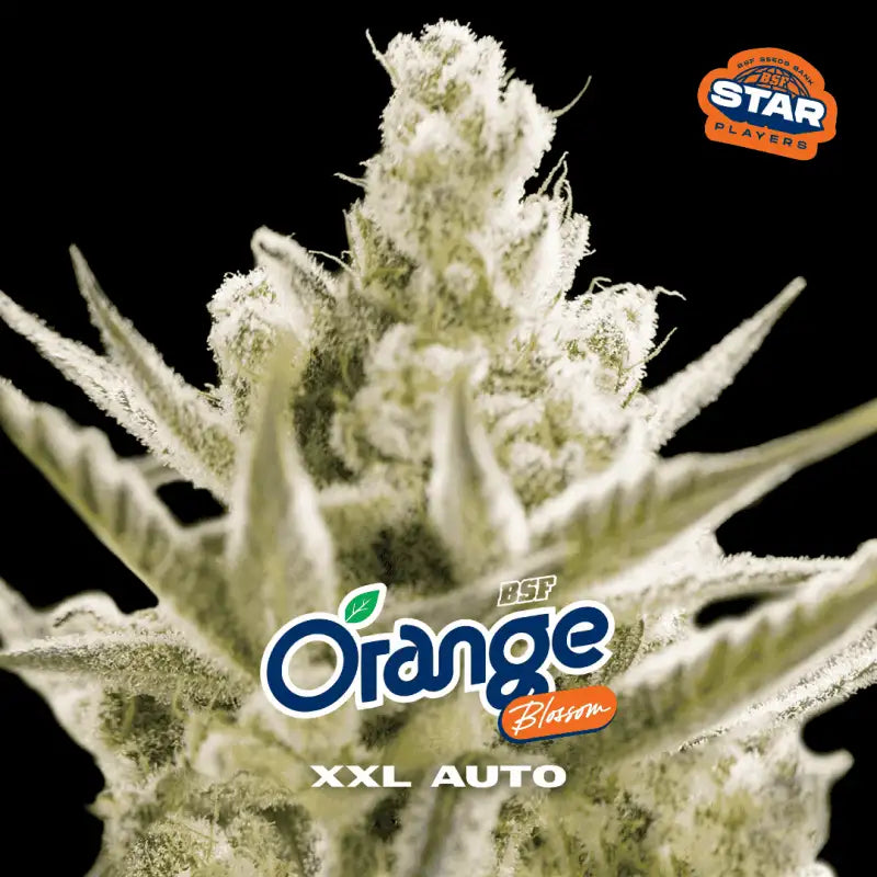 ORANGE BLOSSOM XXL AUTO X2 BSF SEEDS-1