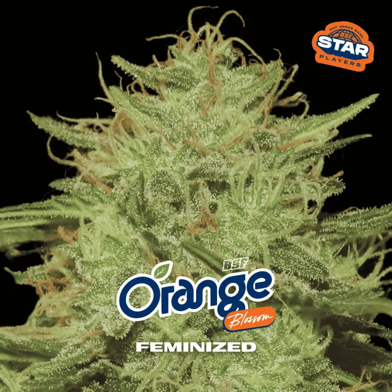 TUTTI FRUTTI FEM MIX 12 BSF SEEDS-6