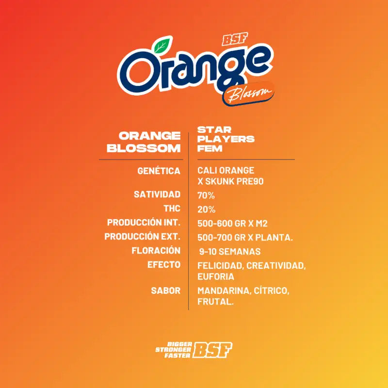 ORANGE BLOSSOM FEM X12 BSF SEEDS-3