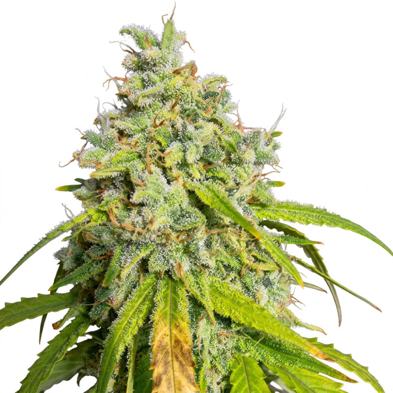 ORANGE KUSH AUTO X3 - EVA SEEDS-1