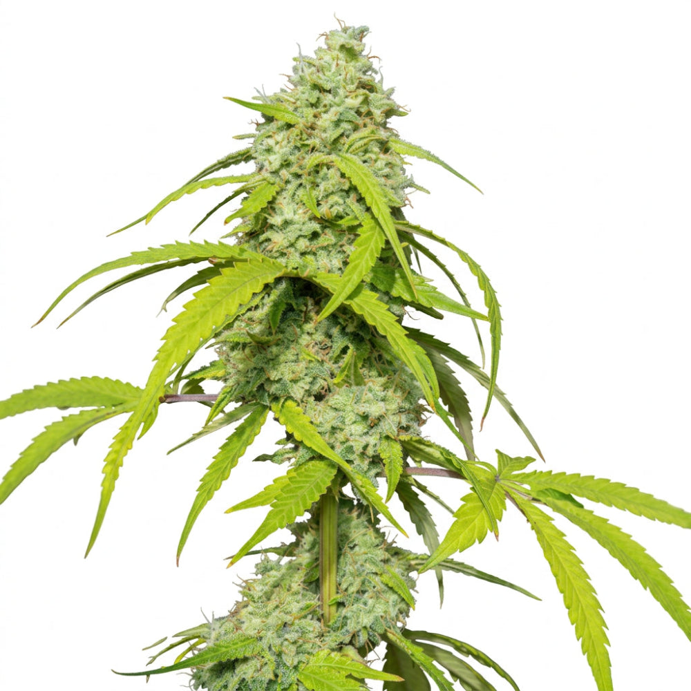ORANGE KUSH AUTO X3 - EVA SEEDS