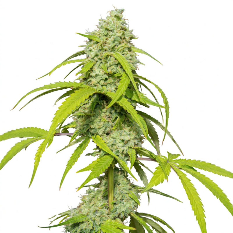 ORANGE KUSH AUTO X3 - EVA SEEDS-2
