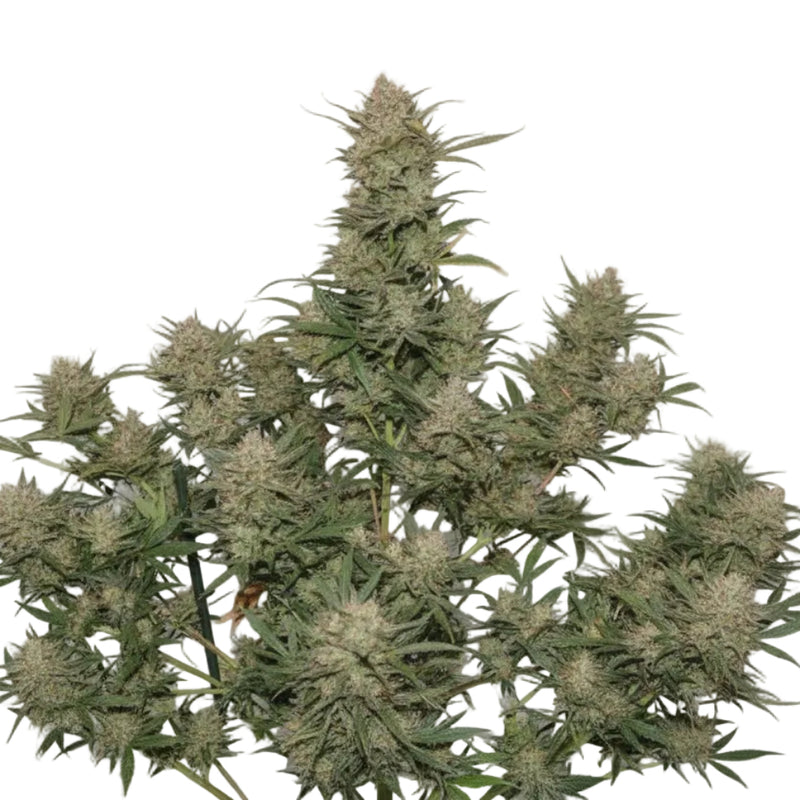 Og Kush Auto GRANELSEEDS-4