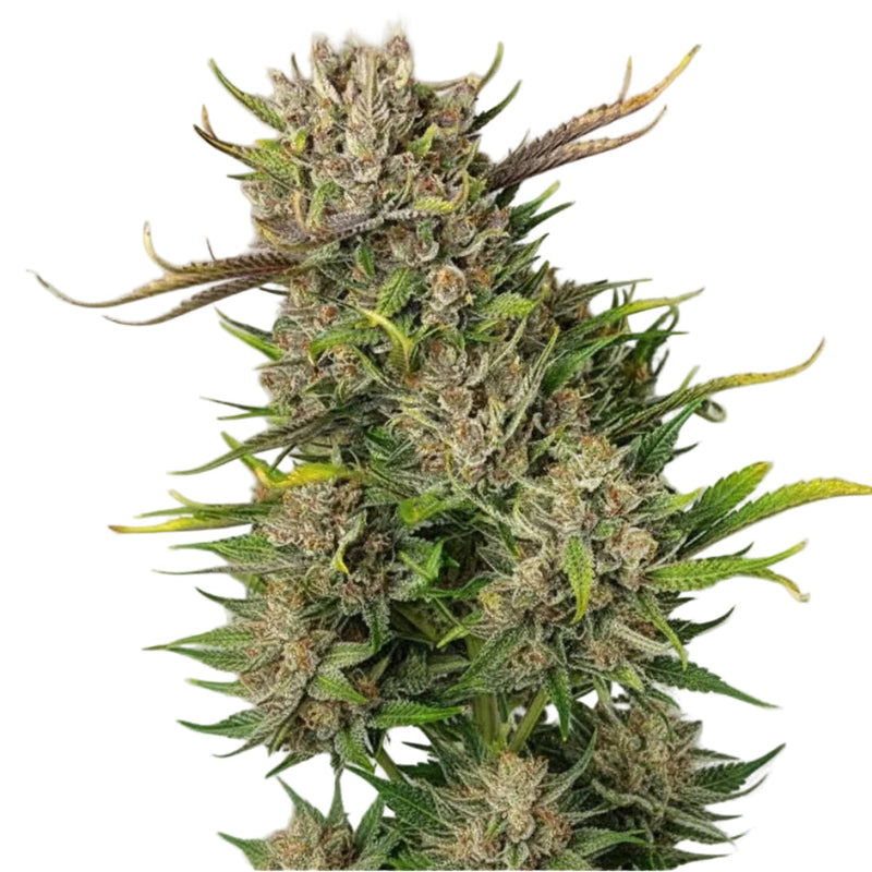 PAPAYA KUSH AUTO-2