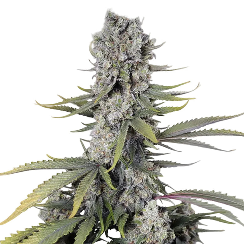 PAPAYA FAST GRANELSEEDS-1