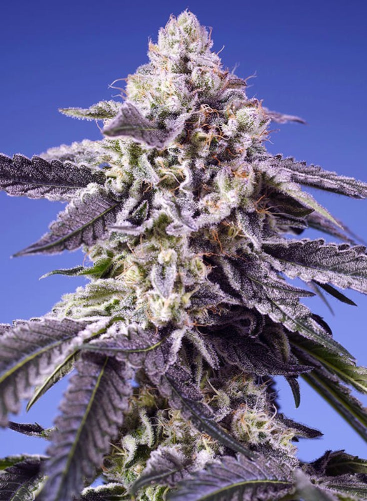 PERMANENT JEALOUSY XL AUTO X3+1 - SWEET SEEDS-1