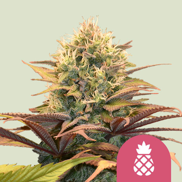 PINEAPPLE KUSH FEM X1 ROYAL QUEEN SEEDS