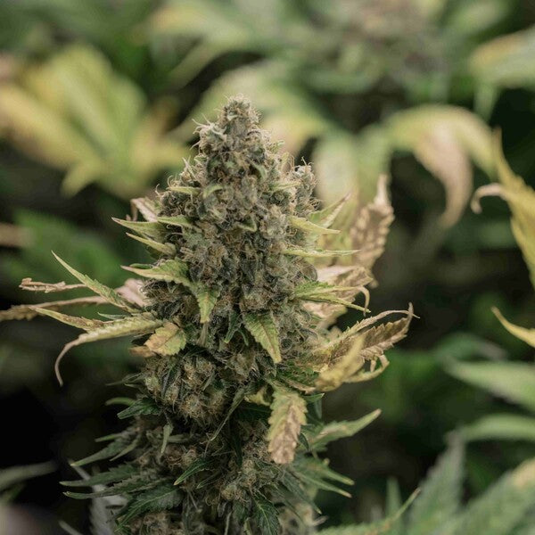 PINEAPPLE KUSH FEM X3 ROYAL QUEEN SEEDS