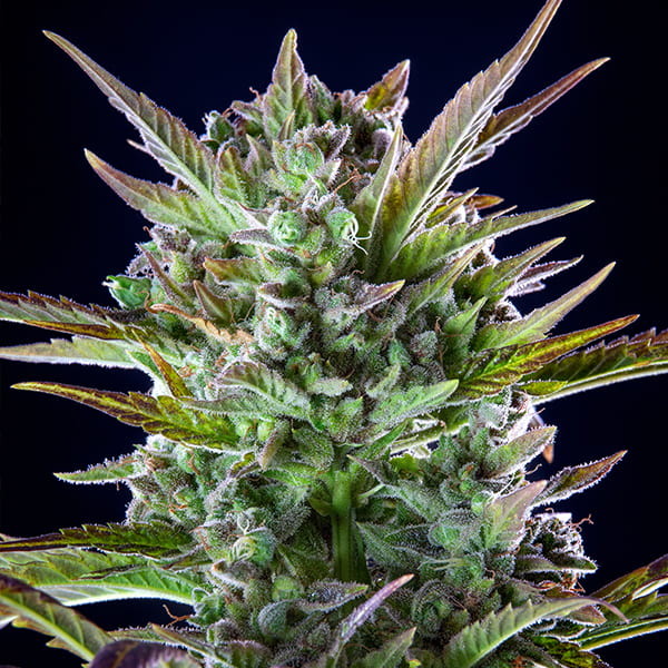 PINEAPPLE KUSH FEM X3 ROYAL QUEEN SEEDS