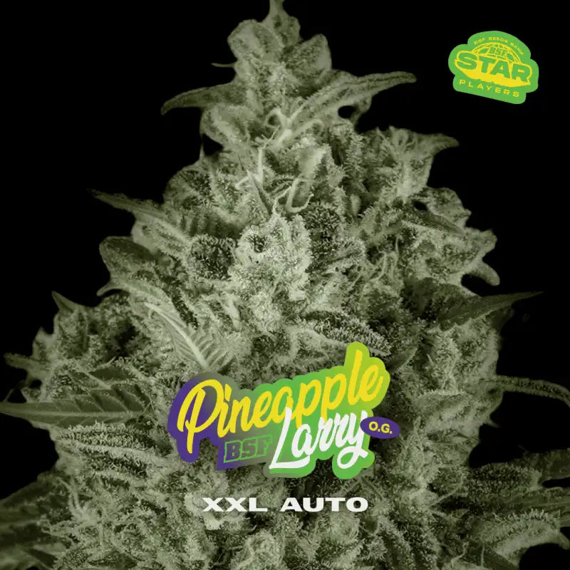 TUTTI FRUTTI XXL AUTO MIX x12 BSF SEEDS-7