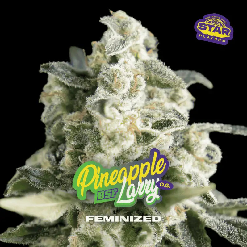 TUTTI FRUTTI FEM MIX 12 BSF SEEDS-7