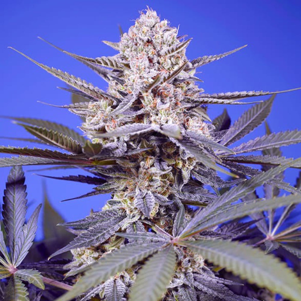AUTO PINEAPPLE SLUSH XL 3+1 SWEET SEEDS
