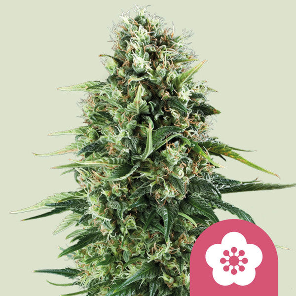 POWER FLOWER FEM X10 ROYAL QUEEN SEEDS