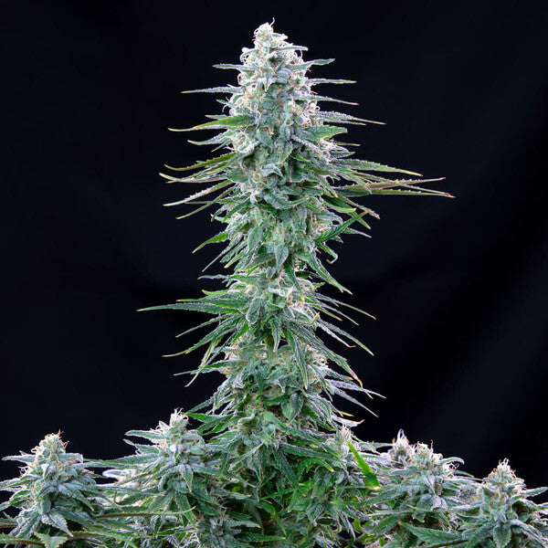 POWER FLOWER FEM X1 ROYAL QUEEN SEEDS-2
