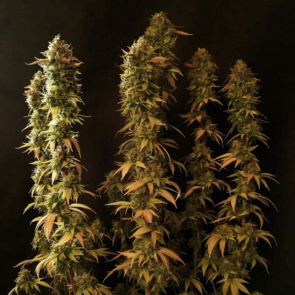 POWER FLOWER FEM X1 ROYAL QUEEN SEEDS-4