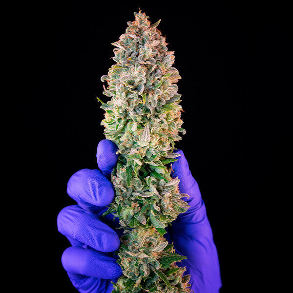 POWER FLOWER FEM X1 ROYAL QUEEN SEEDS-7