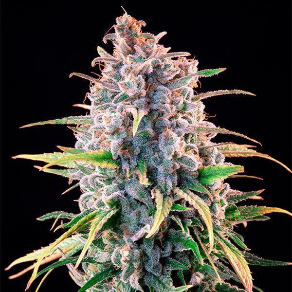 POWER FLOWER FEM X1 ROYAL QUEEN SEEDS-3