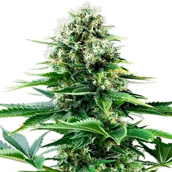 POWER FLOWER FEM X1 ROYAL QUEEN SEEDS-6