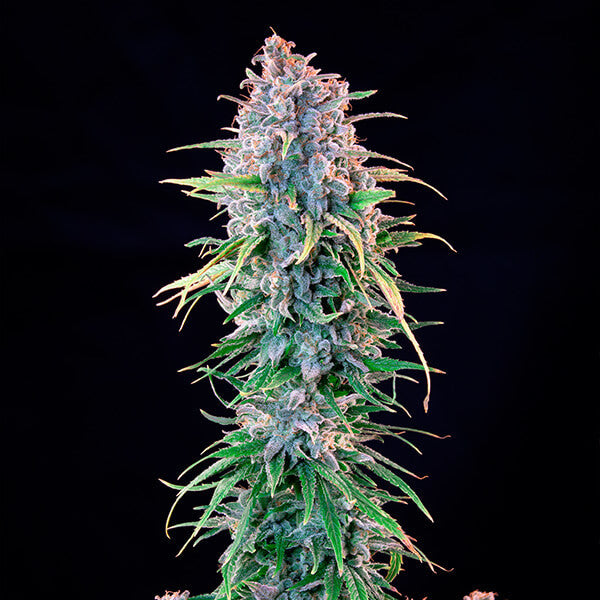 POWER FLOWER FEM X1 ROYAL QUEEN SEEDS-5